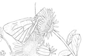 タンポポと蝶々 高齢者用無料塗り絵プリント ぬり絵の力