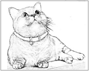 猫の塗り絵 高齢者用無料塗り絵プリント ぬり絵の力